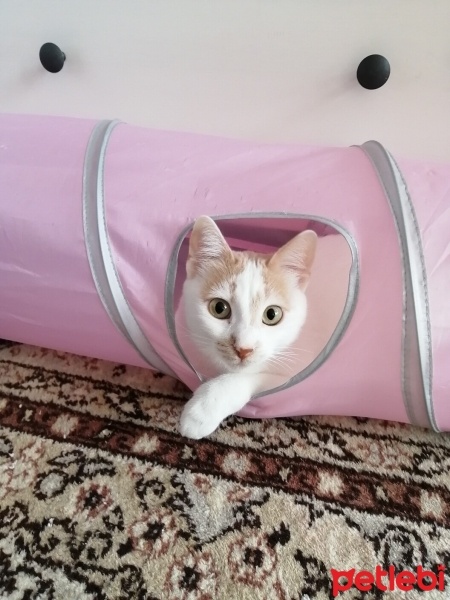 Ankara Kedisi, Kedi  PRENSES fotoğrafı