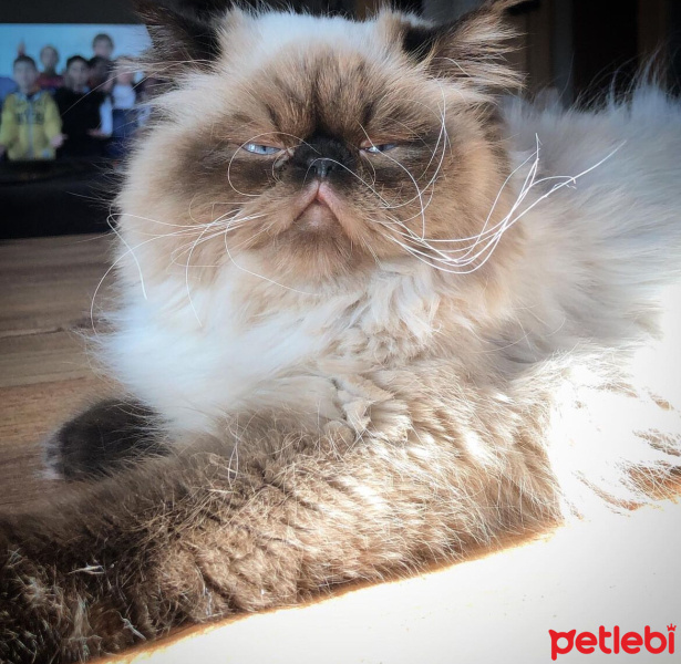 İran Kedisi (Persian), Kedi  KAJU fotoğrafı
