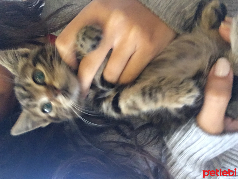 Tekir Kedi, Kedi  Bebiş fotoğrafı