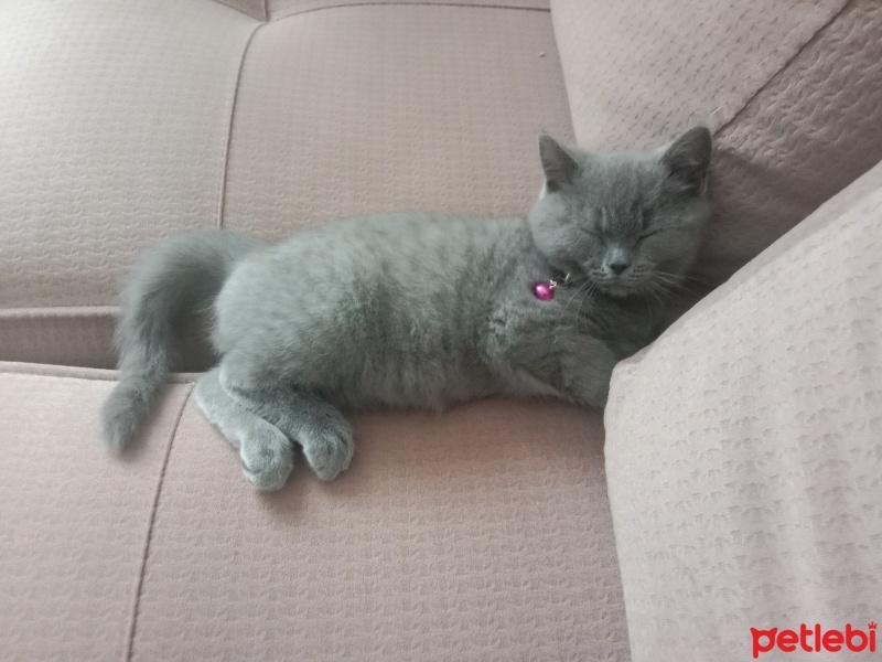 British Shorthair, Kedi  Duman fotoğrafı
