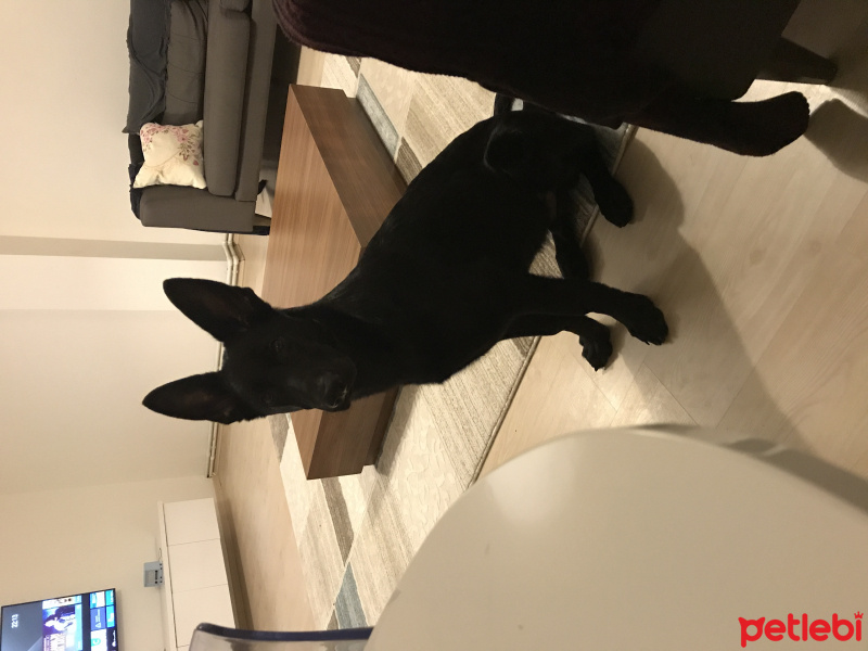 Alman Çoban Köpeği, Köpek  Rex fotoğrafı