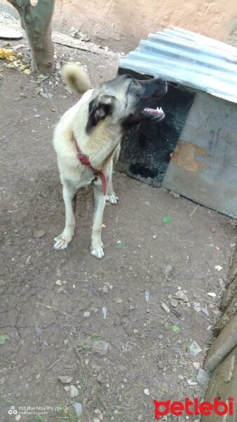 Kangal, Köpek  Duman fotoğrafı