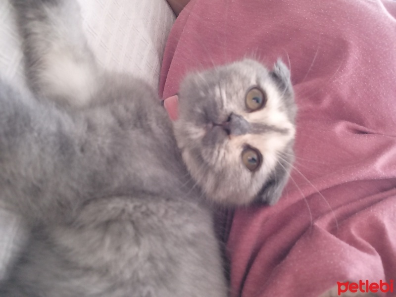 Scottish Fold, Kedi  Mia fotoğrafı