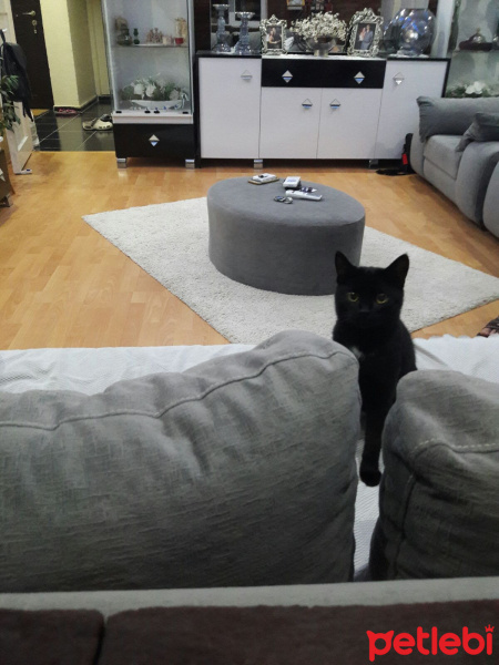Soke, Kedi  GÖLGE fotoğrafı
