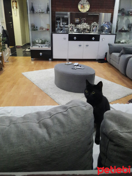 Soke, Kedi  GÖLGE fotoğrafı