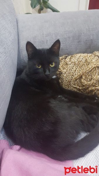 Soke, Kedi  GÖLGE fotoğrafı