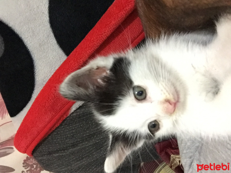 Tekir Kedi, Kedi  Duman ve elana fotoğrafı