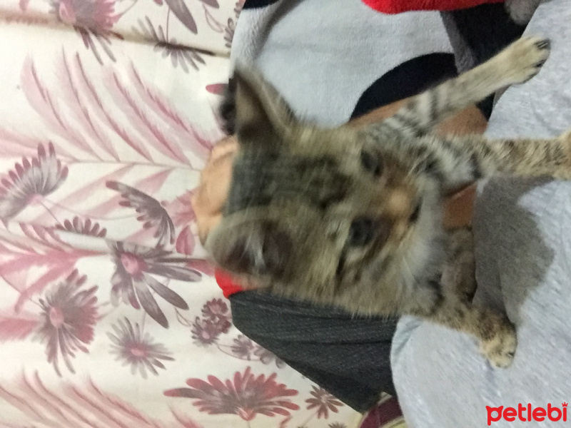 Tekir Kedi, Kedi  Duman ve elana fotoğrafı