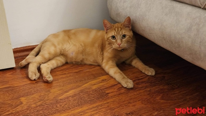 Sarman, Kedi  Miço fotoğrafı