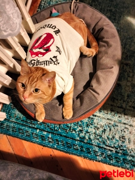 Sarman, Kedi  Miço fotoğrafı