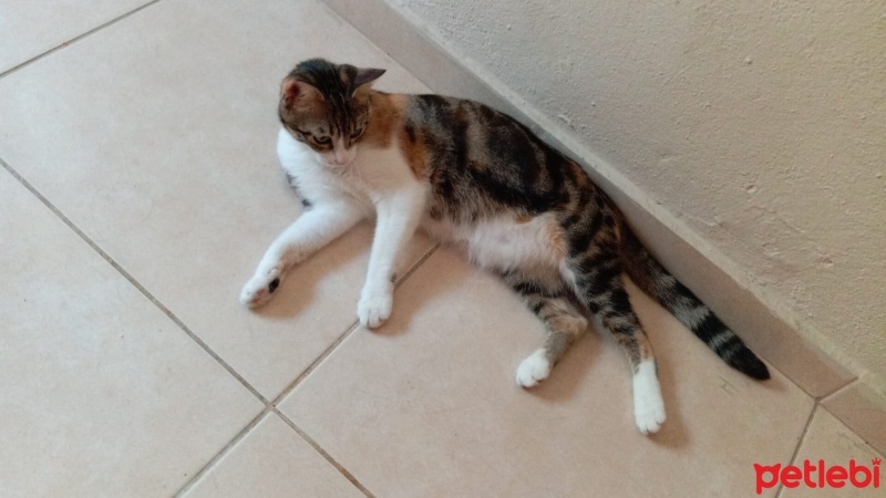 Tekir Kedi, Kedi  Edd ve Eddy fotoğrafı