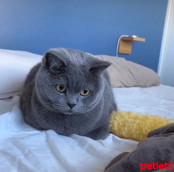 British Shorthair, Kedi  Meri fotoğrafı