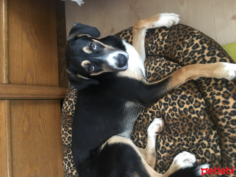 Sokö (Sokak Köpeği), Köpek  Şanslı yuva arıyor fotoğrafı