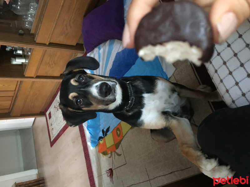Sokö (Sokak Köpeği), Köpek  Şanslı yuva arıyor fotoğrafı