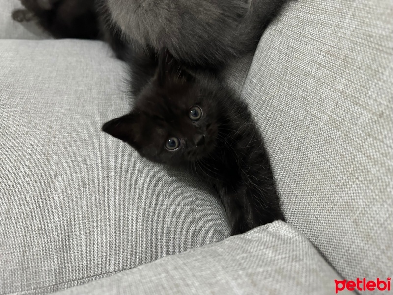 British Shorthair, Kedi  Zeytin fotoğrafı