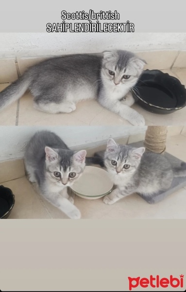 Scottish Fold, Kedi  Duman fotoğrafı