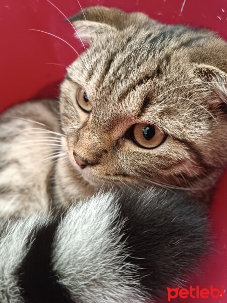 Scottish Fold, Kedi  Paşa fotoğrafı