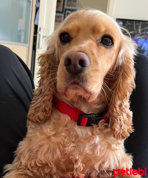 Amerikan Cocker Spaniel, Köpek  Tarçın fotoğrafı