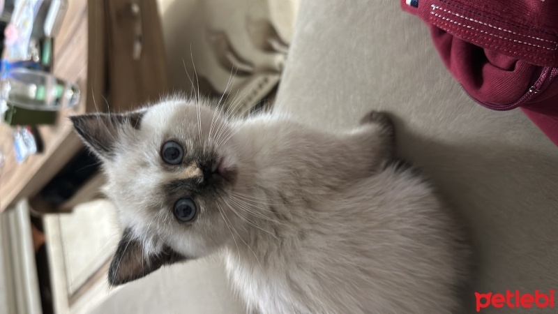 British Shorthair, Kedi  BALBADEM fotoğrafı