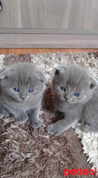 Scottish Fold, Kedi  Tursu fotoğrafı