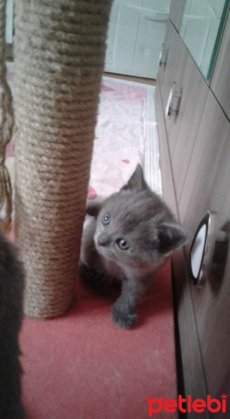 Scottish Fold, Kedi  Tursu fotoğrafı