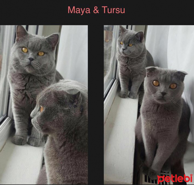 Scottish Fold, Kedi  Tursu fotoğrafı