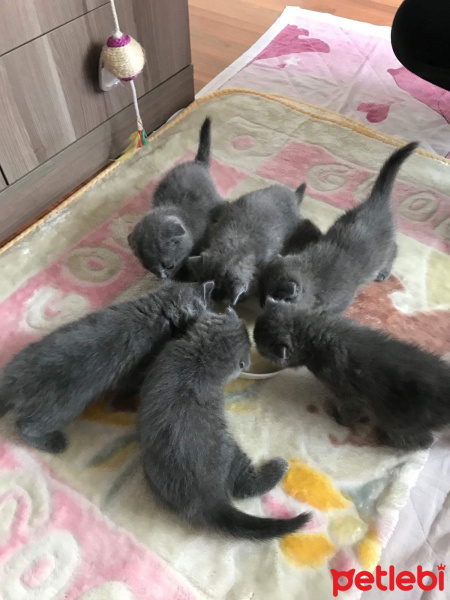 Scottish Fold, Kedi  Tursu fotoğrafı