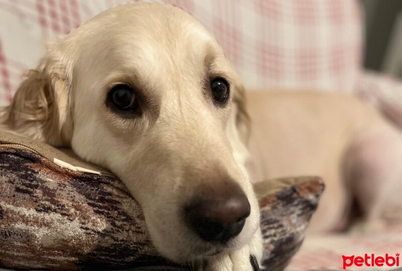 Golden Retriever, Köpek  Bulut fotoğrafı