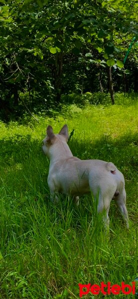 Fransız Bulldog, Köpek  Shrek fotoğrafı