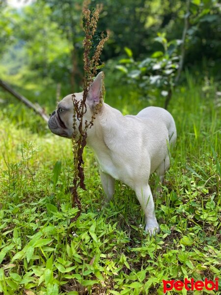 Fransız Bulldog, Köpek  Shrek fotoğrafı