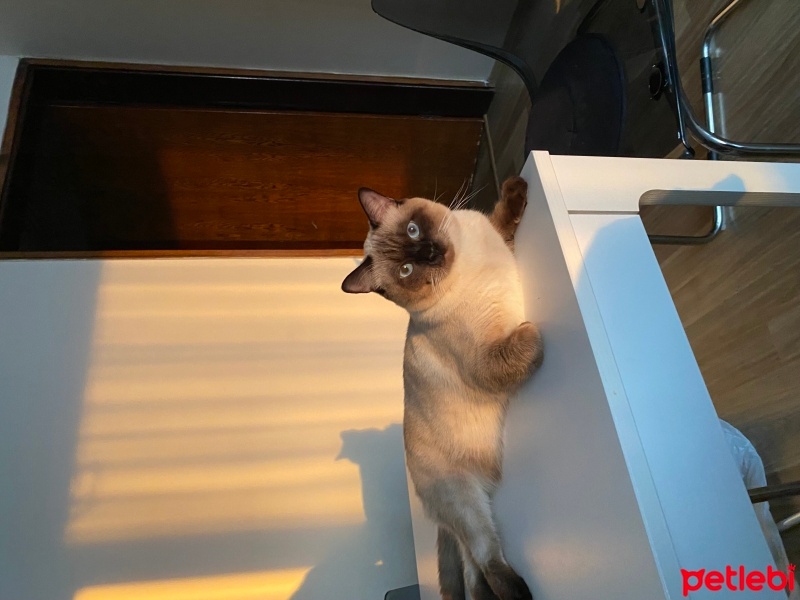 Siyam Kedisi, Kedi  Çakır fotoğrafı