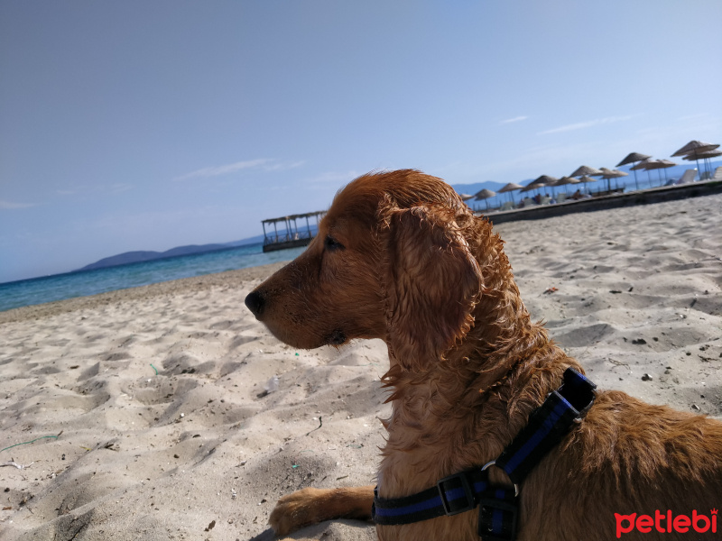 Amerikan Cocker Spaniel, Köpek  Minati fotoğrafı