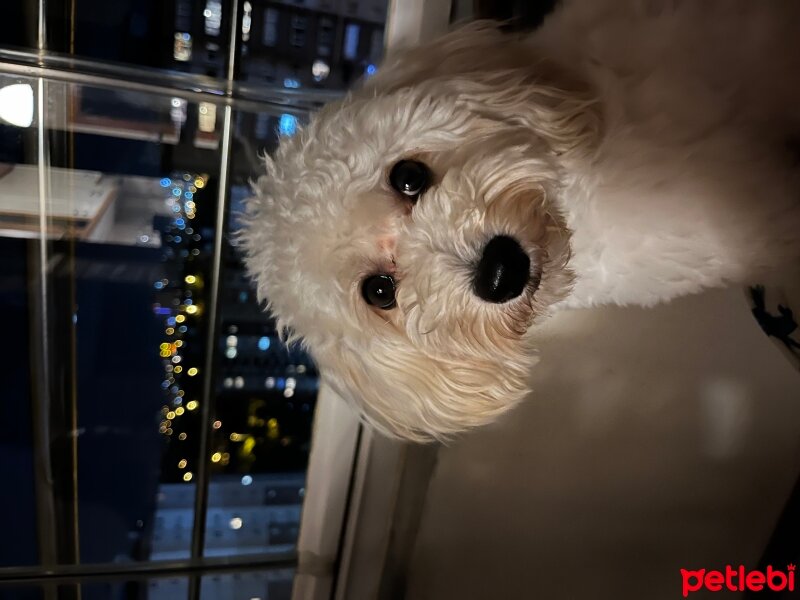 Maltese, Köpek  Latte fotoğrafı