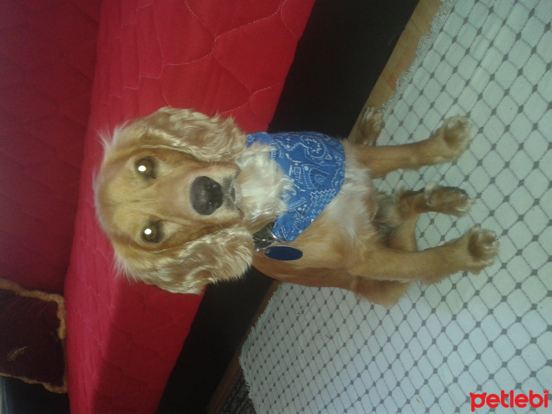 Amerikan Cocker Spaniel, Köpek  Minato fotoğrafı