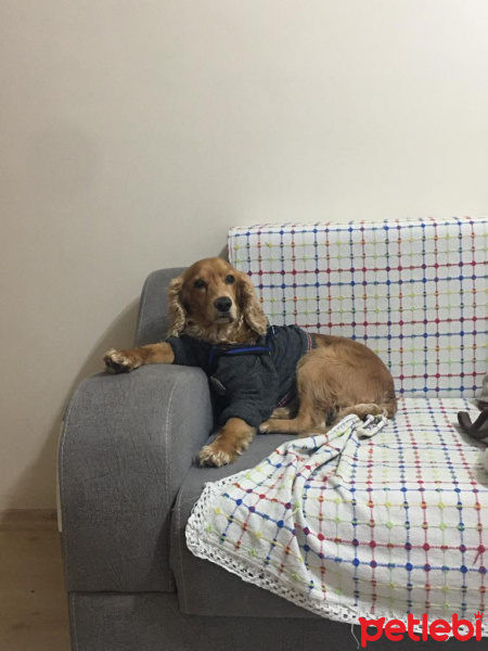 Amerikan Cocker Spaniel, Köpek  Minato fotoğrafı