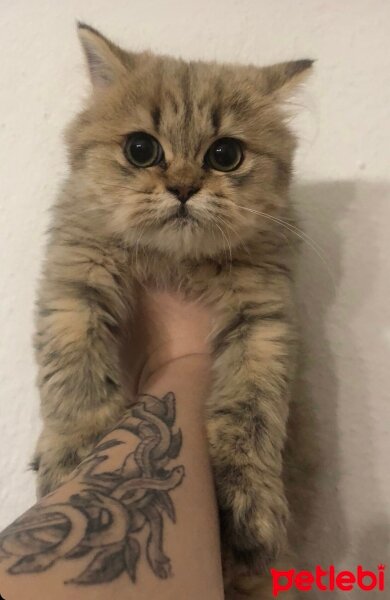 British Longhair, Kedi  Paris fotoğrafı