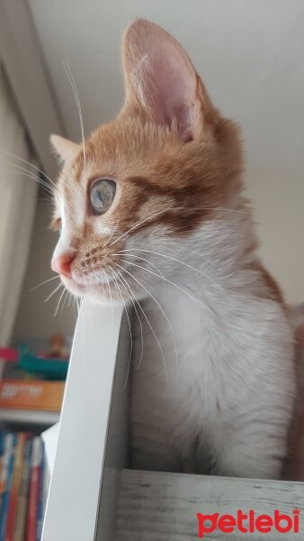 Tekir Kedi, Kedi  Ginger fotoğrafı