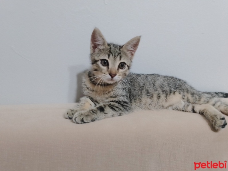 Tekir Kedi, Kedi  Mırmır fotoğrafı