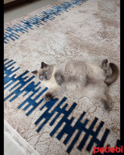British Shorthair, Kedi  Mina fotoğrafı