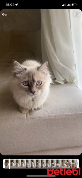 British Shorthair, Kedi  VENÜS fotoğrafı