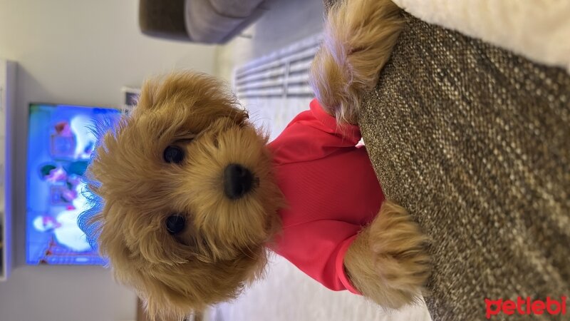 Maltese, Köpek  Lady fotoğrafı