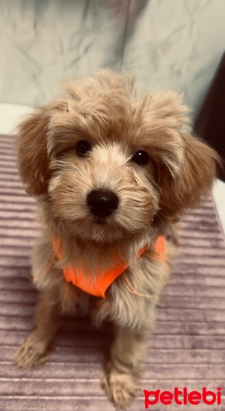 Maltese, Köpek  Lady fotoğrafı