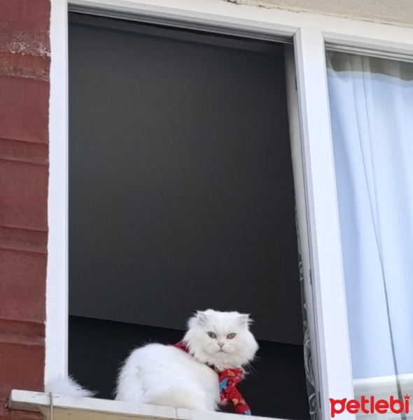 Van Kedisi, Kedi  Müjgan fotoğrafı