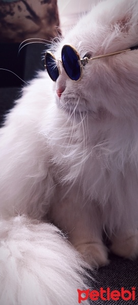 Van Kedisi, Kedi  Müjgan fotoğrafı