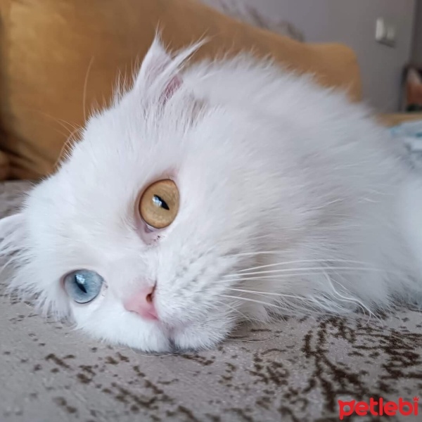 Van Kedisi, Kedi  Müjgan fotoğrafı