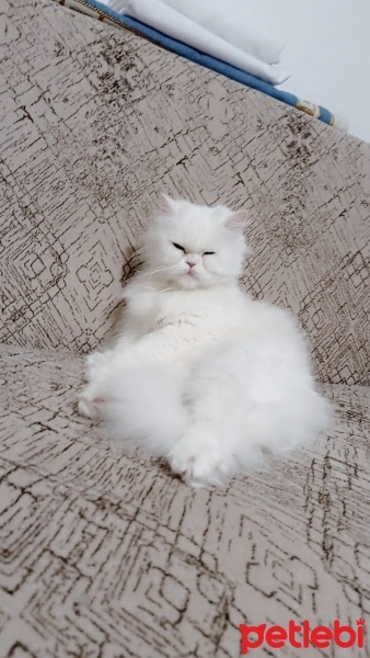 Van Kedisi, Kedi  Müjgan fotoğrafı