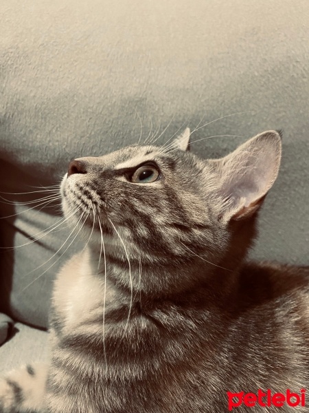Tekir Kedi, Kedi  HELVA fotoğrafı