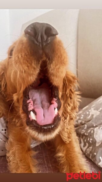 İngiliz Cocker Spaniel, Köpek  booboo fotoğrafı