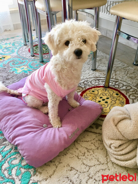 Bichon Frise, Köpek  Babet fotoğrafı