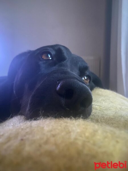 Labrador Retriever, Köpek  luna fotoğrafı